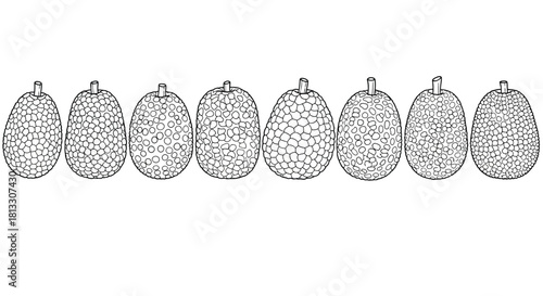 Hand drawn illustration of jackfruit isolated on white background in row