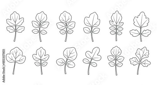 Hand drawn illustration of watercress leaves isolated on white background