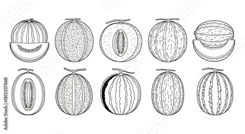 Various cantaloupe melon in different cut isolated on white background