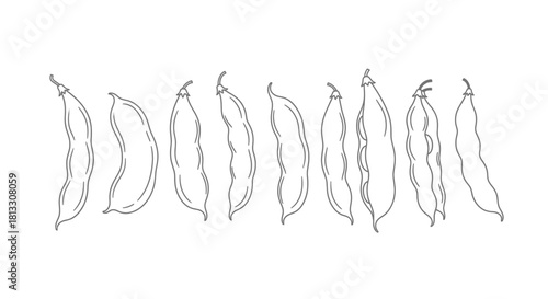 Hand drawn sketch of green bean pods isolated on white background