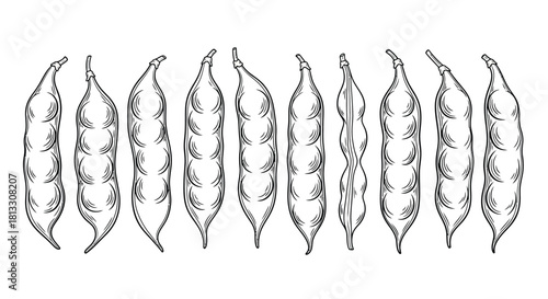 Hand drawn sketch of green bean pods isolated on white background