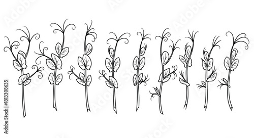 Hand drawn microgreens pea sprouts isolated on white background illustration