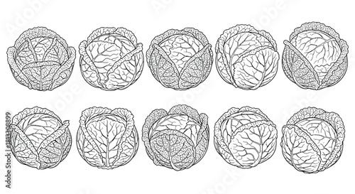 Hand drawn cabbage isolated on white background, a healthy vegetable