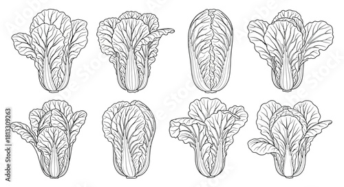 Hand drawn sketch of bok choy isolated on white background in a row