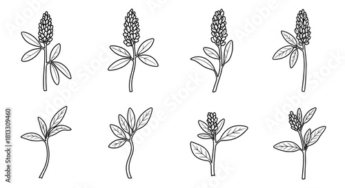 Hand drawn alfalfa isolated on white background in sketch style vector