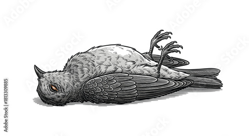 A detailed vintage-style engraving illustration of a dead bird lying on its back a somber and artistic wildlife drawing.