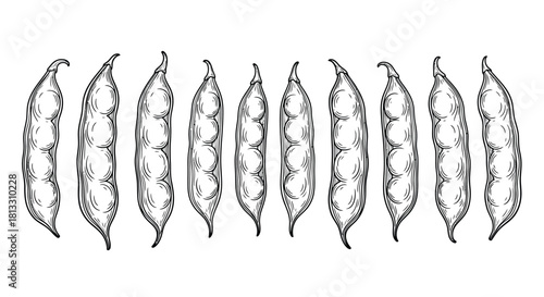 Hand drawn sketch of green bean pods isolated on white background