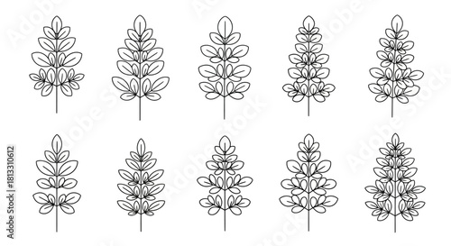 Set of hand drawn sketch of moringa leaves isolated on white background