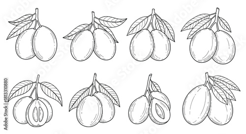 Hand drawn plum isolated on white background in vintage style