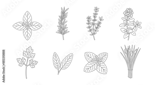 Hand drawn herbs isolated on white background in sketch style vector