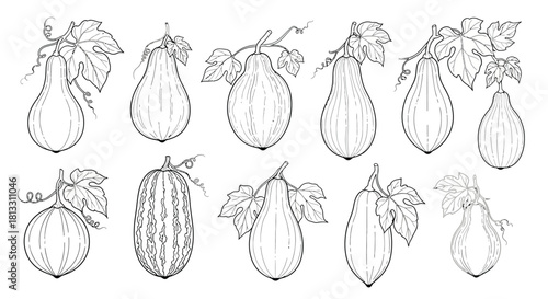 Collection of bottle gourd with leaves isolated on white background