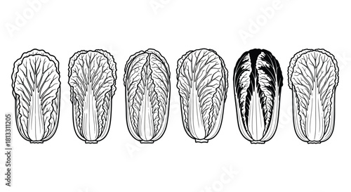 Hand drawn illustration of napa cabbage isolated on white background