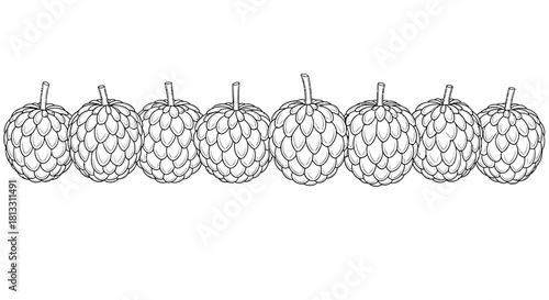 Hand drawn sugar apple fruits isolated on white background in line art