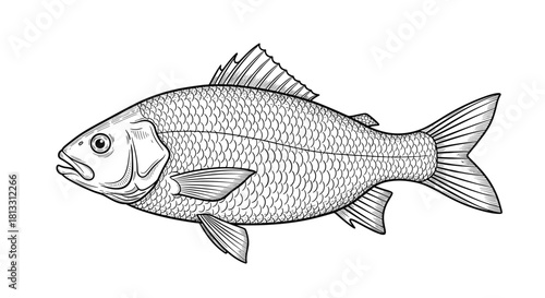 A detailed black and white vintage engraving illustration of a common bream fish a realistic drawing for fishing or seafood.