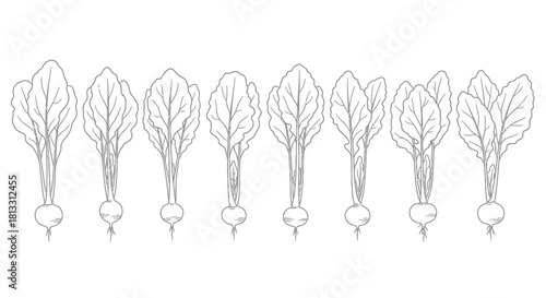 Hand drawn beetroot plants isolated on white background, vector illustration