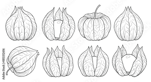 Hand drawn physalis or golden berry isolated on white background vector set