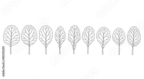 Hand drawn spinach leaves isolated on white background, vector illustration
