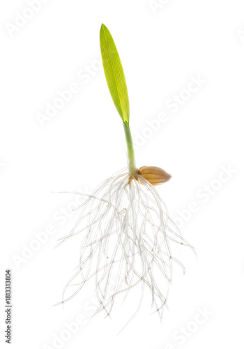 Germinating seed showing vibrant new life and root system, ideal for concepts like growth, sustainability, nature, and innovation, a symbol of potential