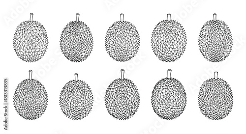 Hand drawn durian fruit isolated on white background in vector format