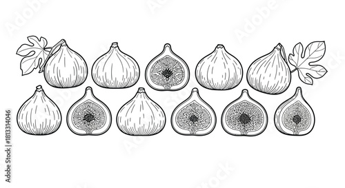 Hand drawn figs illustration isolated on white background in vintage style