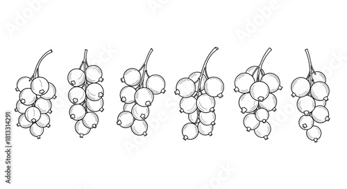 Hand drawn currant berries isolated on white background, vector illustration