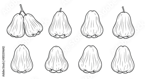 Collection of rose apple fruits isolated on white background in engraving style