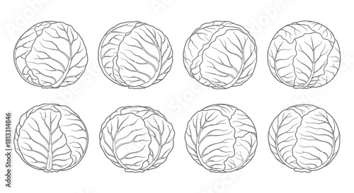 Hand drawn illustration of cabbage isolated on white background