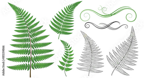 A set of detailed green fern fronds shown in both full color and black and white line art style with decorative swirls.