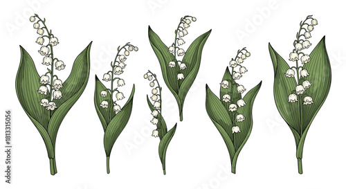 A beautiful vintage botanical illustration set of lily of the valley flowers with their delicate white bells and green leaves.