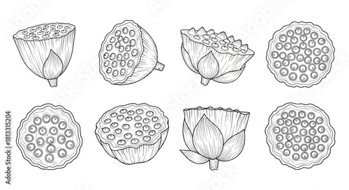 Hand drawn lotus seed head isolated on white background, botanical vector