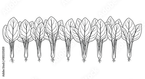 Hand drawn spinach plants isolated on white background