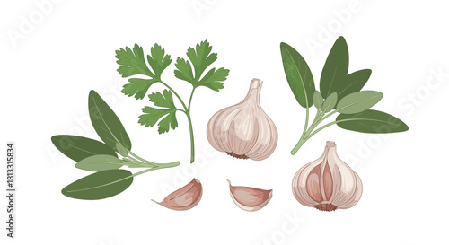A set of fresh culinary herbs and spices including garlic bulbs and cloves parsley and sage leaves for healthy cooking.