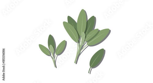 A simple flat design illustration of fresh green sage leaves and sprigs a common culinary and medicinal herb.