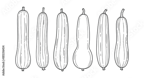 Collection of zucchini in different shapes isolated on white background