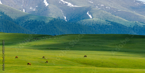 Fotografía Horses grazing on the picturesque high-mountain plateau of Asy in the Almaty reg