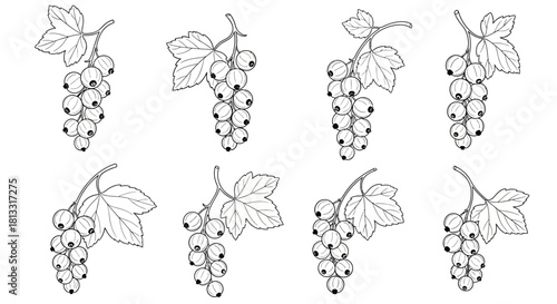 Hand drawn red currant berries isolated on white background, vector set
