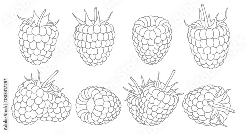 Hand drawn raspberry set isolated on white background for design element