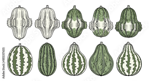 Set of decorative gourds isolated on white background in hand drawn style
