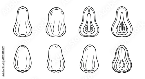 Rose apple outline drawing isolated on white background, vector illustration