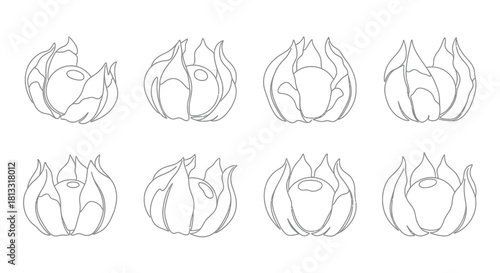 Hand drawn physalis set isolated on white background, vector illustration