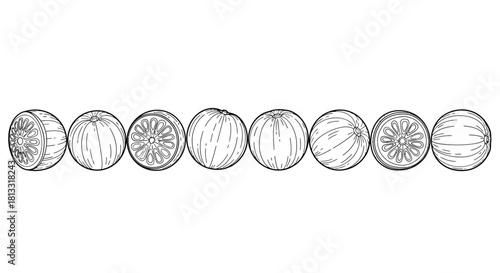 Hand drawn orange set isolated on white background with different sections