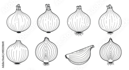 Hand drawn onion set isolated on white background for design element