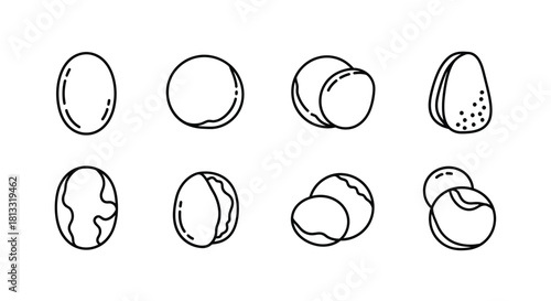 Set of macadamia nuts isolated on white background in different variations