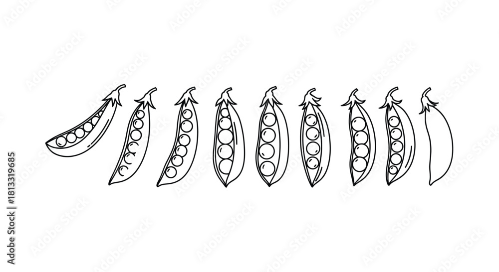 Fototapeta premium Hand drawn pea isolated on white background, vector illustration
