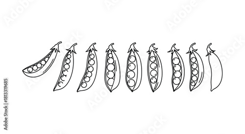 Hand drawn pea isolated on white background, vector illustration