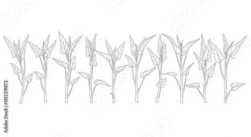 Hand drawn illustration of fresh green tea leaves isolated on white background
