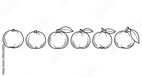 Six oranges with leaves isolated on white background in black and white style