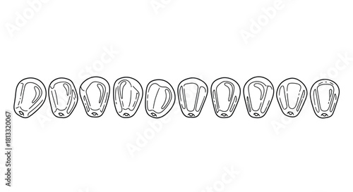 Hand drawn corn kernels isolated on white background, vector illustration