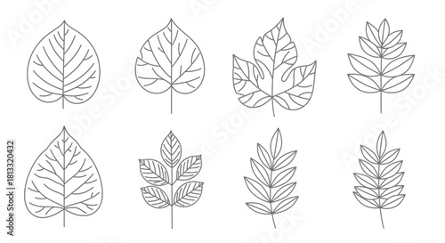 Hand drawn sketch of different leaves isolated on white background