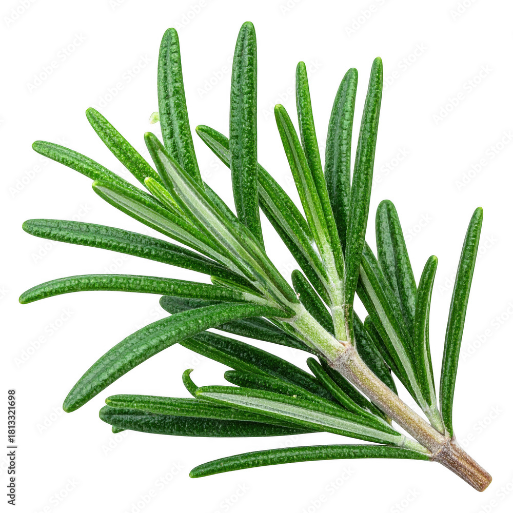 Fototapeta premium rosemary twig isolated on white or transparent